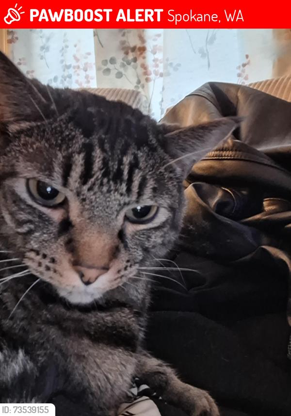 Lost Male Cat last seen Steven's, Howard, Spokane, WA 99205
