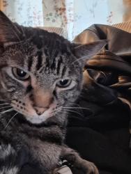 Lost Male Cat last seen Steven's, Howard, Spokane, WA 99205