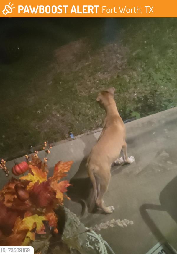 Found/Stray Male Dog last seen John t white elementary, Fort Worth, TX 76120