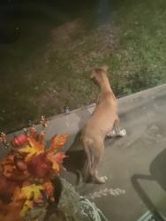 Found/Stray Male Dog last seen John t white elementary, Fort Worth, TX 76120