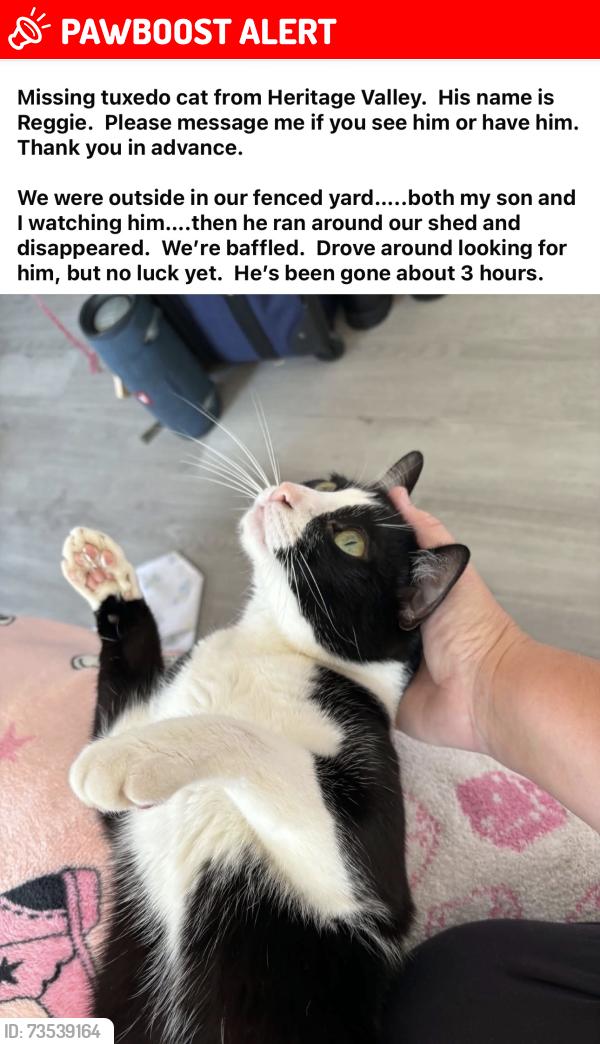 Lost Male Cat last seen Penn Drive and Constitution Road, Washington Township, NJ 08080