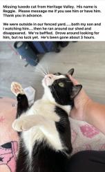 Lost Male Cat last seen Penn Drive and Constitution Road, Washington Township, NJ 08080