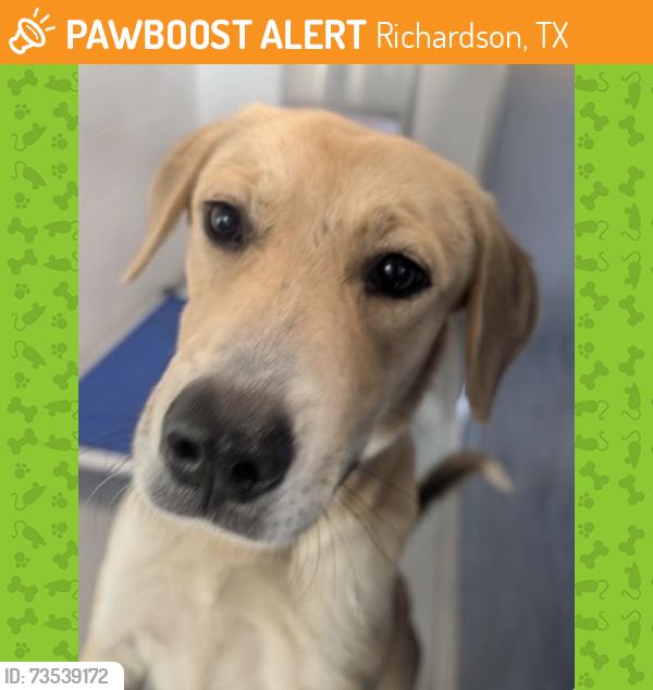 Found/Stray Female Dog last seen Richardson TX, Richardson, TX 75083