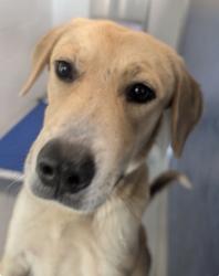 Found/Stray Female Dog last seen Richardson TX, Richardson, TX 75083