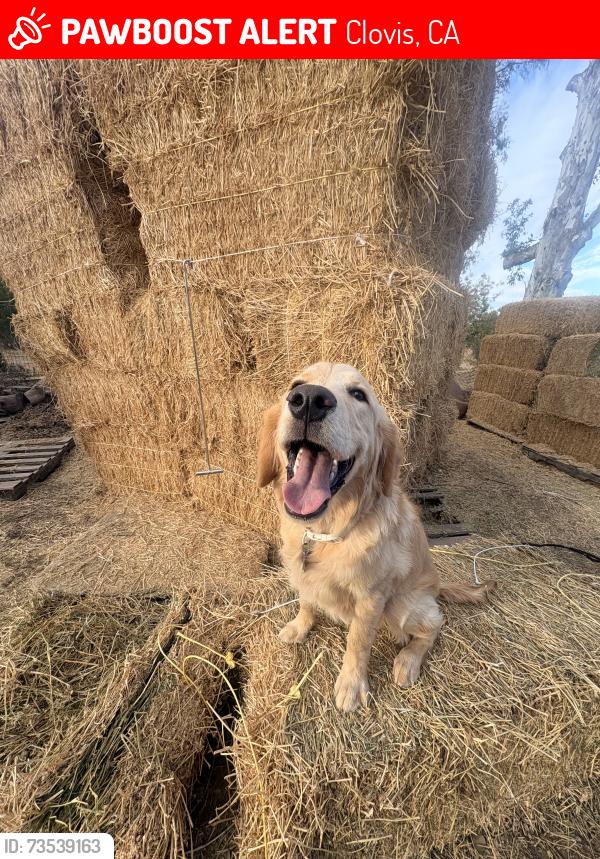Lost Male Dog last seen Sierra ave and amber ave, Clovis, CA 93611