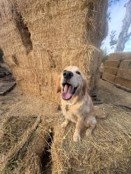 Lost Male Dog last seen Sierra ave and amber ave, Clovis, CA 93611