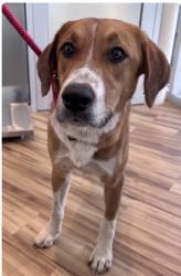 Found/Stray Female Dog last seen Richardson, TX, Richardson, TX 75083