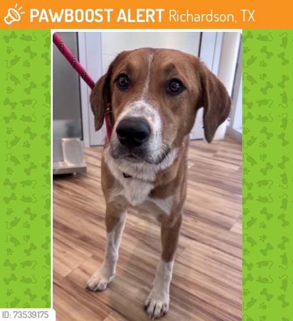Found/Stray Female Dog last seen Richardson, TX, Richardson, TX 75083