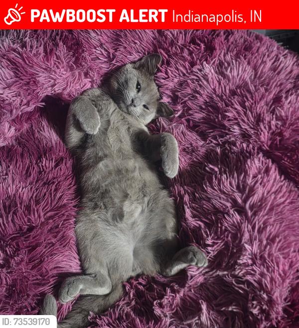 Lost Female Cat last seen Near Dry Branch Ct, Indianapolis, IN 46236