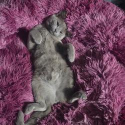 Lost Female Cat last seen Near Dry Branch Ct, Indianapolis, IN 46236