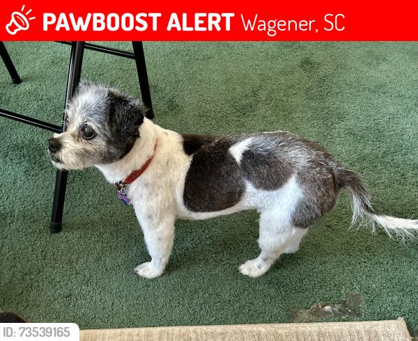 Lost Female Dog last seen Seivern Baptist church, Wagener, SC 29164