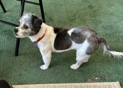 Lost Female Dog last seen Seivern Baptist church, Wagener, SC 29164