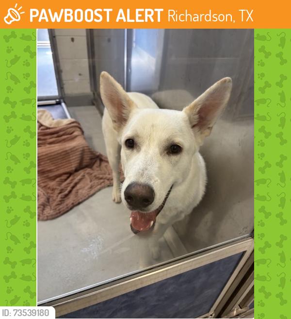 Found/Stray Male Dog last seen Richardson TX, Richardson, TX 75083