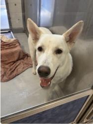 Found/Stray Male Dog last seen Richardson TX, Richardson, TX 75083