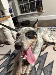 Reunited Male Dog last seen LincolC, Elm Mott, TX 76640