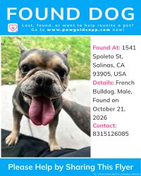 Found/Stray Male Dog last seen monte bella community park, Salinas, CA 93905