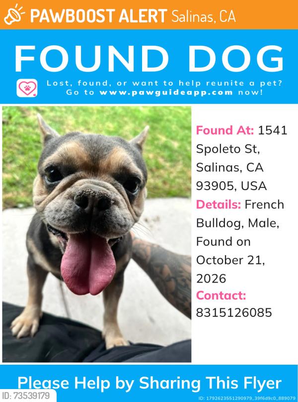 Found/Stray Male Dog last seen monte bella community park, Salinas, CA 93905