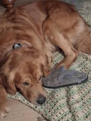 Reunited Male Dog last seen grey cloud island drive and 99th street, Saint Paul Park, MN 55071