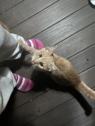 Found/Stray Male Cat last seen Holland Farms Carrollton GA, Carroll County, GA 30116
