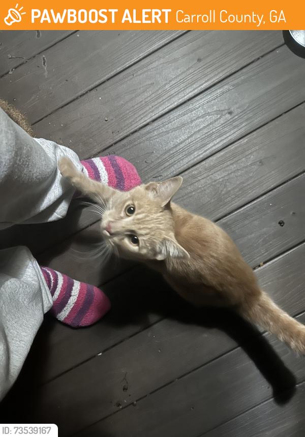 Found/Stray Male Cat last seen Holland Farms Carrollton GA, Carroll County, GA 30116