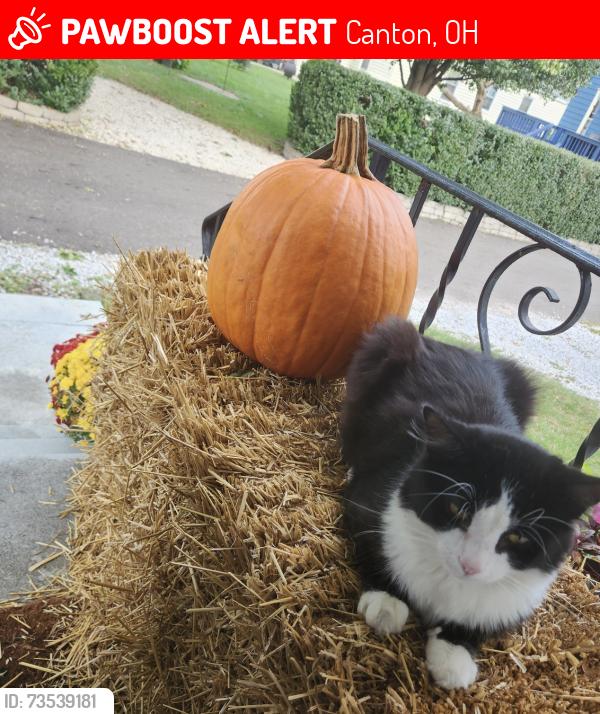 Lost Male Cat last seen Worley Elementary School, Canton, OH 44709