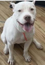 Found/Stray Female Dog last seen Richardson TX, Richardson, TX 75083