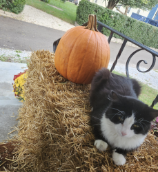 Lost Male Cat last seen Worley Elementary School, Canton, OH 44709