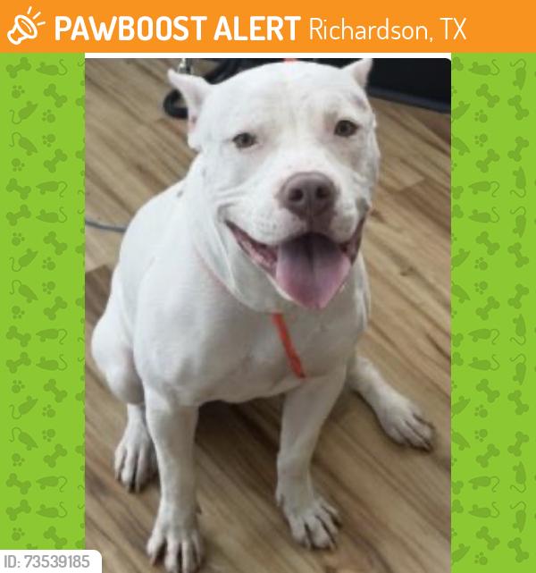 Found/Stray Female Dog last seen Richardson TX, Richardson, TX 75083