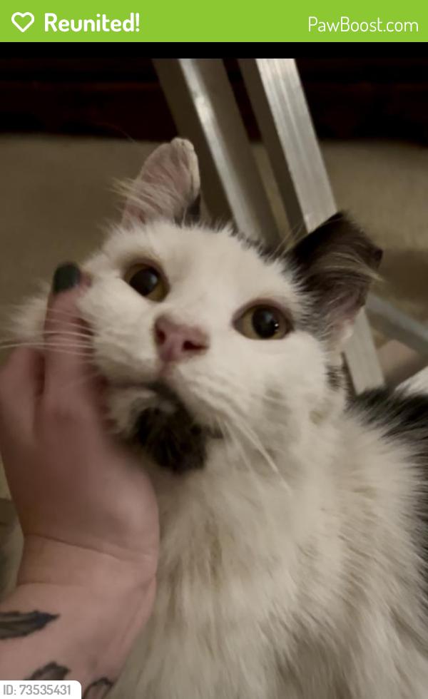 Reunited Unknown Cat last seen Near N Broadway, Knoxville, TN 37918