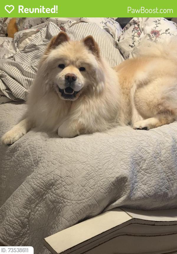 Reunited Female Dog last seen Northbridge Park / Helmes Elementary School, Santa Clarita, CA 91354
