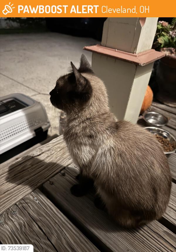 Found/Stray Female Cat last seen Bridge and Fulton, Cleveland, OH 44113
