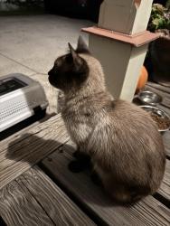 Found/Stray Female Cat last seen Bridge and Fulton, Cleveland, OH 44113