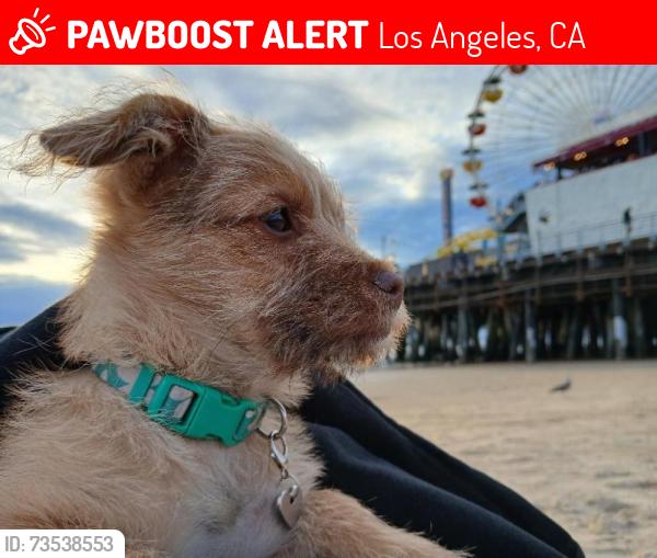 Lost Male Dog last seen Metro A line, Los Angeles, CA 90012