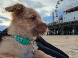 Lost Male Dog last seen Metro A line, Los Angeles, CA 90012