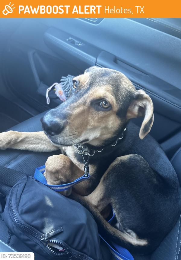 Found/Stray Female Dog last seen Bandera rd, Helotes, TX 78254