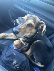 Found/Stray Female Dog last seen Bandera rd, Helotes, TX 78254