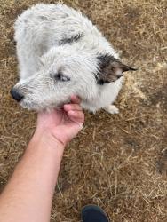 Found/Stray Male Dog last seen Temperance and McKinley, McLane, CA 93727