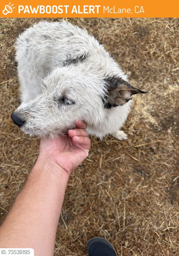 Found/Stray Male Dog last seen Temperance and McKinley, McLane, CA 93727