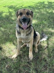 Lost Male Dog last seen 11th and 129th, Tulsa, OK 74128