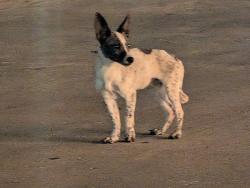Found/Stray Male Dog last seen Tinsletown, Oklahoma City, OK 73111