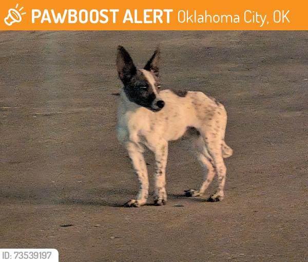 Found/Stray Male Dog last seen Tinsletown, Oklahoma City, OK 73111