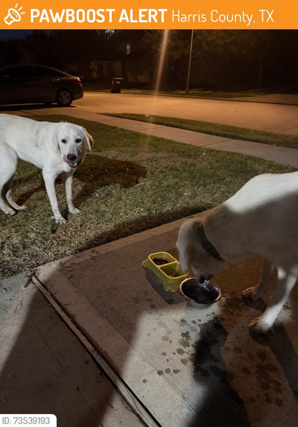 Found/Stray Female Dog last seen Long arbor ln, Harris County, TX 77449