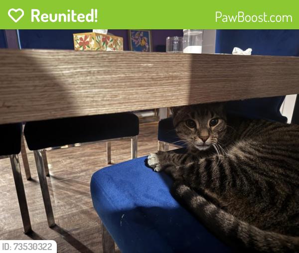 Reunited Unknown Cat last seen Rockaway Tpke, Lawrence, NY 11559