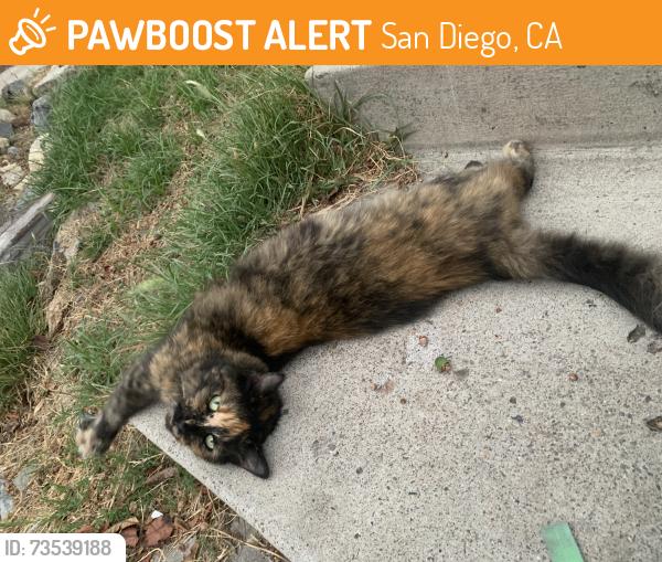 Found/Stray Female Cat last seen 53rd Street and Monroe Ave, San Diego, CA 92115