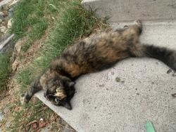 Found/Stray Female Cat last seen 53rd Street and Monroe Ave, San Diego, CA 92115