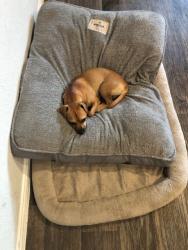 Reunited Male Dog last seen Sunset Crossing, Rosenberg, TX 77469