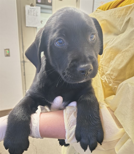 Shelter Stray Male Dog last seen , 4000 N Silverbell Rd, Tucson, AZ 85745, USA