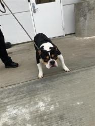 Shelter Stray Male Dog last seen Near BLOCK E THOMAS AVE FRESNO CA 93701, 5277 E Airways Blvd, Fresno, CA 93727, USA