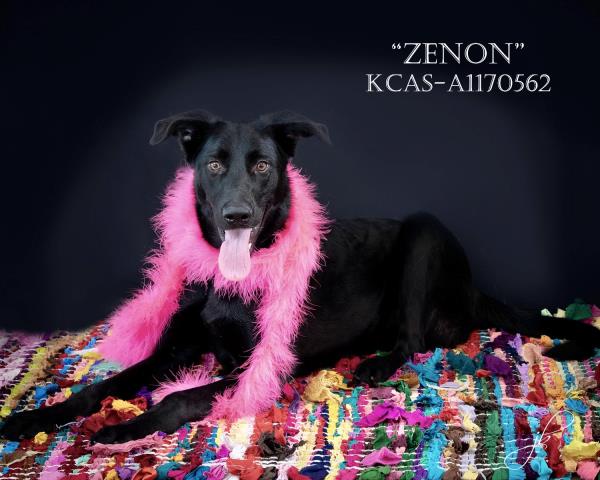 Shelter Stray Female Dog last seen Near BLOCK VIBE ST, ARVIN CA 93203, 3951 Fruitvale Ave, Bakersfield, CA 93308, USA