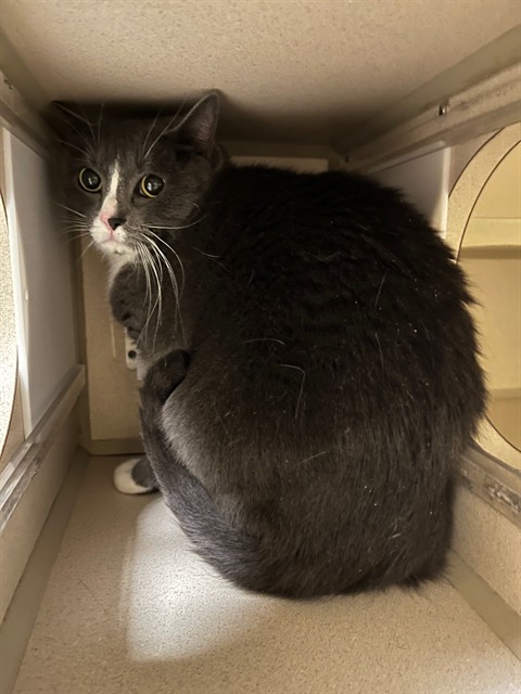 Shelter Stray Unknown Cat last seen Near BLOCK N QUITMAN ST, DENVER CO 80204, 1241 W Bayaud Ave, Denver, CO 80223, USA